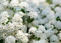 White spring flowers background with Spiraea cantoniensis. Blooming bush Royalty Free Stock Photo