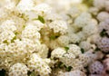 White spring flowers background with Spiraea cantoniensis. Blooming bush Royalty Free Stock Photo