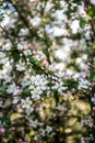 White spring flowers