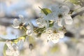 White spring flowers blooming on a tree Royalty Free Stock Photo