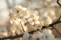 white spring flowers blooming on a tree close up of branch illuminated by the morning sun springtime april Royalty Free Stock Photo