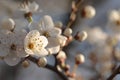 white spring flowers blooming on a tree close up of branch illuminated by the morning sun springtime april Royalty Free Stock Photo