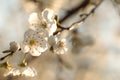 white spring flowers blooming on a tree close up of branch illuminated by the morning sun springtime april Royalty Free Stock Photo