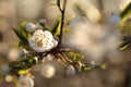 white spring flowers blooming on a tree close up of branch illuminated by the morning sun springtime april Royalty Free Stock Photo