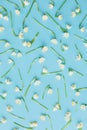 White spring flowers on blue flat lay. Floral trendy pattern. Hello spring. Stylish greeting card. Happy womens day concept. Happy Royalty Free Stock Photo