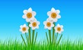 White spring flowers and blue sky, beautiful idyllic spring marigold flowers background Royalty Free Stock Photo