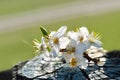 White, spring flowers on a branch close-up Royalty Free Stock Photo