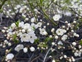 A beautiful nature scene with a blooming tree Royalty Free Stock Photo