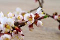 White, spring flowers on a branch close-up Royalty Free Stock Photo
