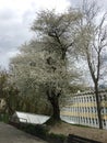 White spring flowers on the branches of tree Royalty Free Stock Photo