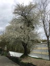 White spring flowers on the branches of tree Royalty Free Stock Photo