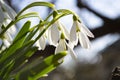 White spring flowers close-up in the light of the sun, snowdrops in the spring. Royalty Free Stock Photo