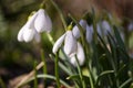 White spring flowers close-up in the light of the sun, snowdrops in the spring. Royalty Free Stock Photo