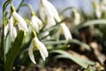 White spring flowers close-up in the light of the sun, snowdrops in the spring. Royalty Free Stock Photo