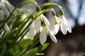 White spring flowers close-up in the light of the sun, snowdrops in the spring. Royalty Free Stock Photo
