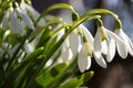 White spring flowers close-up in the light of the sun, snowdrops in the spring. Royalty Free Stock Photo