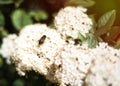 White spring flowers and collecting nectar bee on them close-up. Macro photo. Bee on white flower. White petals, yellow pestle and Royalty Free Stock Photo