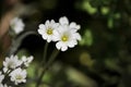 White spring flowers common name field chickweed