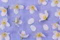 Delicate white flowers on fabric background, close up Royalty Free Stock Photo