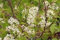 White spring flowers. Flowering Serviceberry Amelanchier canadensis Royalty Free Stock Photo