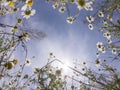 White spring flowers frame of a bug`s eye perspective Royalty Free Stock Photo