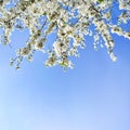 Spring flowers on fruit tree in garden, cherry blossom on blue sky background Royalty Free Stock Photo