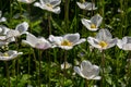 White spring flowers in green grass lawn. White anemone flowers. Anemone sylvestris, snowdrop anemone, windflower