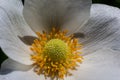 White spring flowers in green grass lawn. White anemone flowers. Anemone sylvestris, snowdrop anemone, windflower
