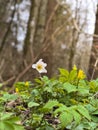 White spring flowers with green leaves in the forest Royalty Free Stock Photo