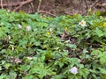 White spring flowers with green leaves in the forest Royalty Free Stock Photo