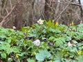 White spring flowers with green leaves in the forest Royalty Free Stock Photo