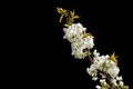 White spring flowers isolated on black background. Fruit tree branch. Peach blossom isolated. Cherry blossom branch Royalty Free Stock Photo