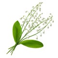 White spring flowers.Lily of the valley flower bouquet with green leaves isolated on white background Royalty Free Stock Photo