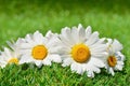 White spring flowers, oxeye daisies on green grass, bokeh background Royalty Free Stock Photo