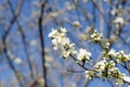 White spring flowers. Sakura. Leaves and flowers bloom on the tree. Cherry color. Royalty Free Stock Photo