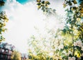 White spring flowers sunlight, blurred background, space for text