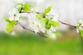 White spring flowers on a tree branch Royalty Free Stock Photo