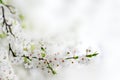 White spring flowers on a tree branch Royalty Free Stock Photo