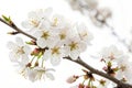 White Spring Flowers on a Tree Branch Over White Background Royalty Free Stock Photo