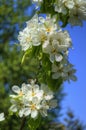 White spring flowers on a tree branch Royalty Free Stock Photo