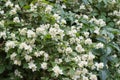 White spring flowers on a tree branch over grey sunny bokeh background close-up Royalty Free Stock Photo