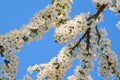 White spring flowers on a tree branch Royalty Free Stock Photo
