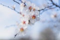 White spring flowers tree photo