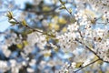 White spring flowers on trees  in a park. White flowers on the trees in the park. Blossoming tree in the park against a blue sky. Royalty Free Stock Photo