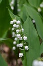 White spring forest flowers lilies of the valley Royalty Free Stock Photo