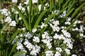 White spring garden flowers, arabis alpina