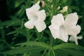 White spring garden narcissus flowers