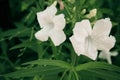 White spring garden narcissus flowers Royalty Free Stock Photo