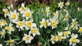 White spring garden narcissus flowers with red tulips springtime flower bed. Narcissus flower also known as daffodil, daffadowndil