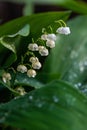 White spring lilies of the valley in dew drops close-up. Royalty Free Stock Photo